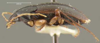 Media type: image;   Entomology 28681 Aspect: habitus lateral view